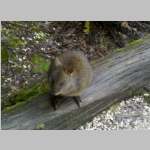 Pademelon outside our Hut at Cradle Mountain.jpg